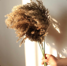 Load image into Gallery viewer, AUGUST