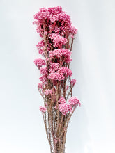 Load image into Gallery viewer, Preserved Rice Flower