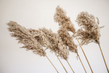 Load image into Gallery viewer, AUGUST